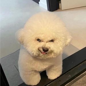 Meet your Posher, Vince